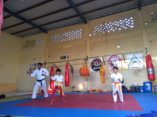 Black shark jiu jitsu academy